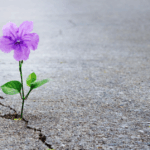 The Energy Algorithm – Why Softness Is the New Strength