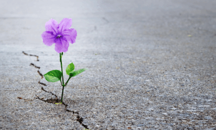 The Energy Algorithm – Why Softness Is the New Strength