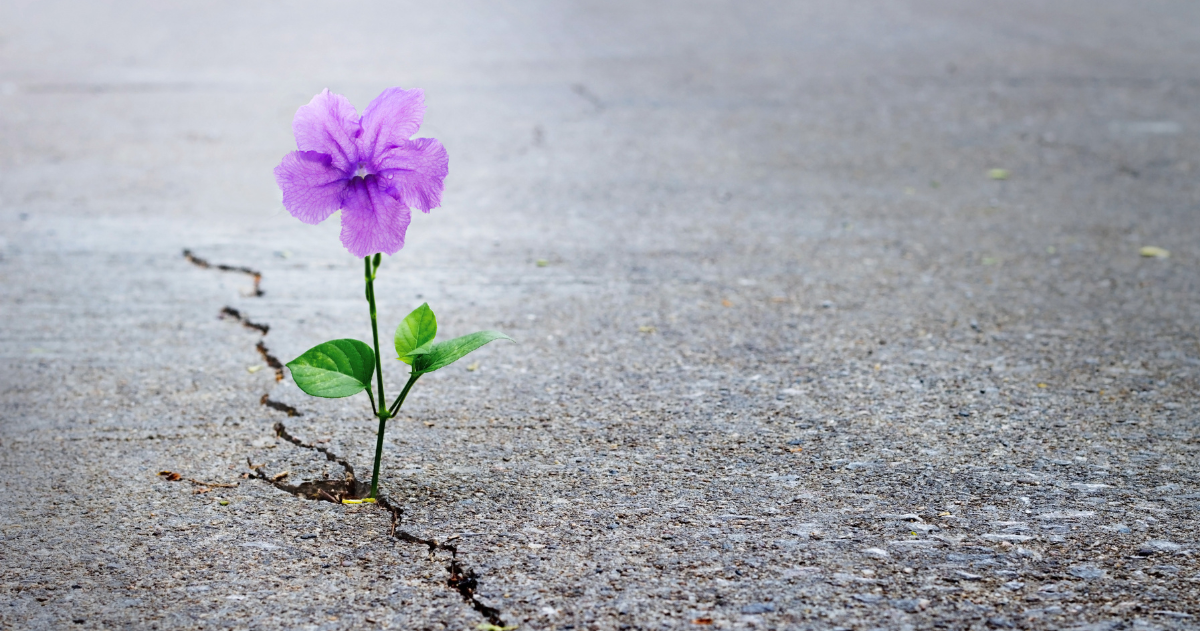 The Energy Algorithm – Why Softness Is the New Strength